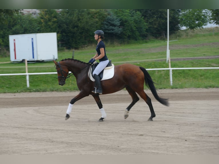 Koń meklemburski Klacz 8 lat 167 cm Gniada in Ganschow