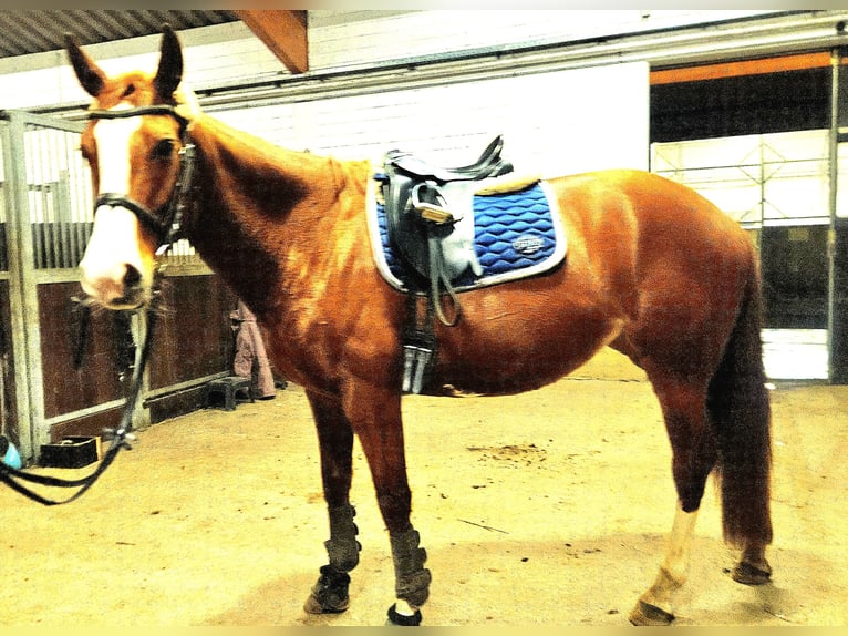 Koń meklemburski Klacz 8 lat 168 cm Kasztanowata in Kuhlen-Wendorf