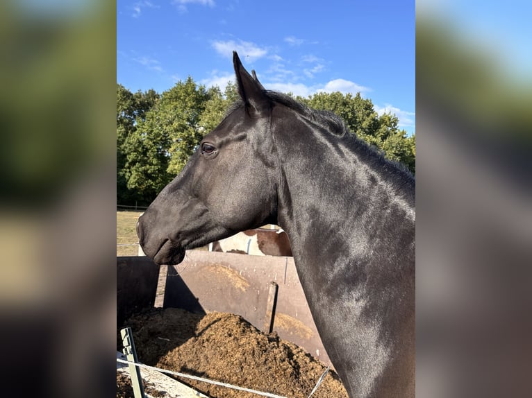 Koń meklemburski Klacz 9 lat 158 cm Kara in Winsen (Luhe)