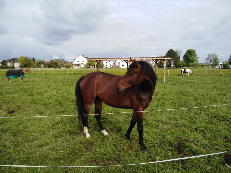Koń meklemburski Klacz 9 lat 162 cm Gniada in Kirchhain