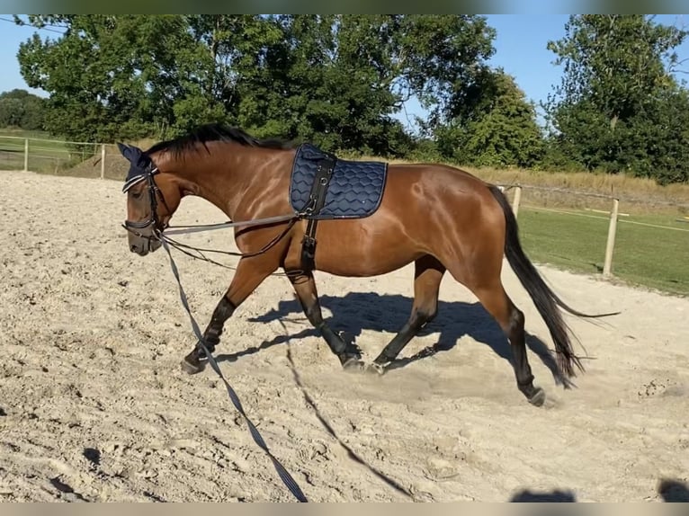 Koń meklemburski Klacz 9 lat 165 cm Gniada in Sande Mariensiel