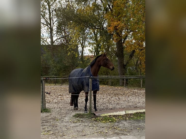 Koń meklemburski Klacz 9 lat 165 cm Gniada in Sande Mariensiel