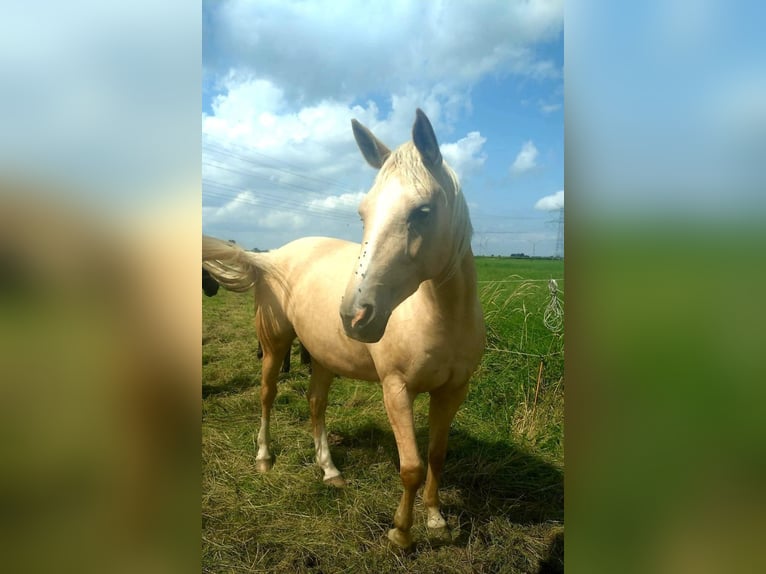 Koń meklemburski Klacz 9 lat 165 cm Izabelowata in Seester