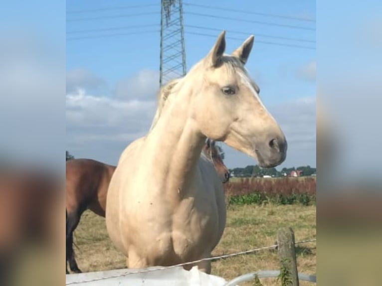Koń meklemburski Klacz 9 lat 165 cm Izabelowata in Seester