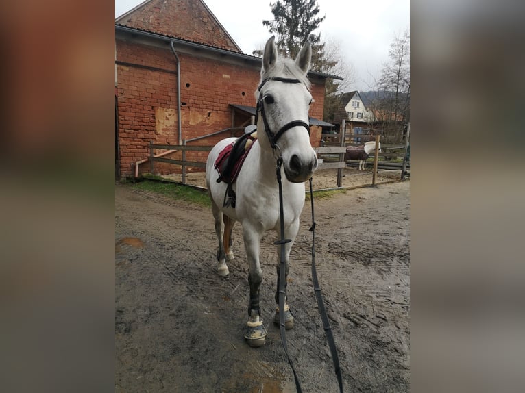 Koń meklemburski Klacz 9 lat 165 cm Siwa in Linsengericht