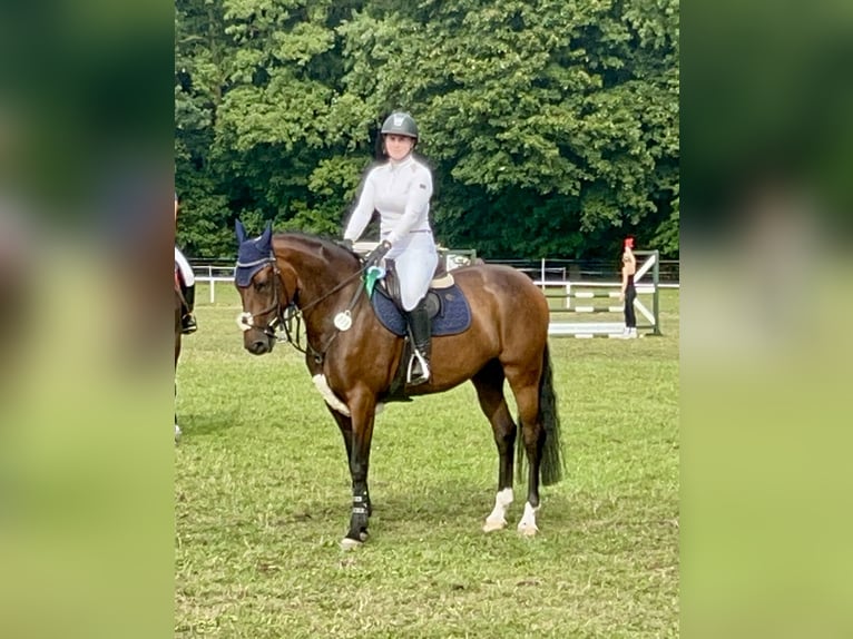 Koń meklemburski Klacz 9 lat 166 cm Gniada in Schönwalde