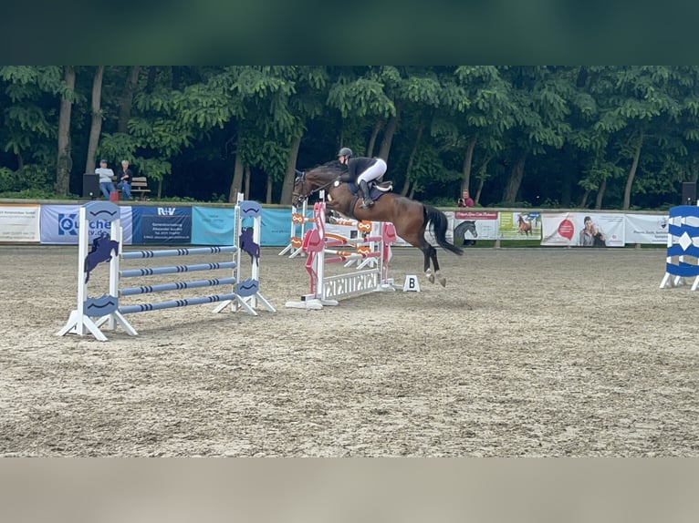 Koń meklemburski Klacz 9 lat 166 cm Gniada in Schönwalde