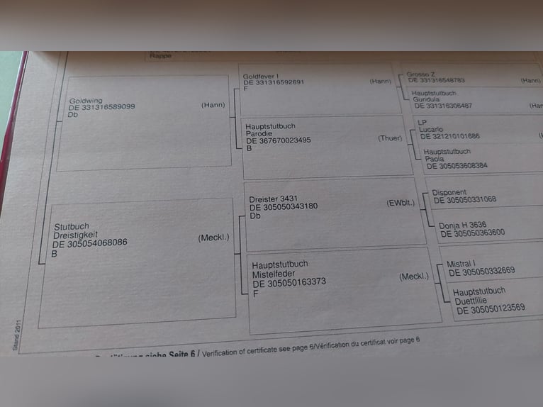 Koń meklemburski Klacz 9 lat 167 cm Kasztanowata in Satow