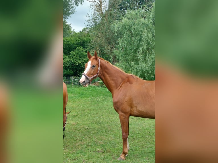 Koń meklemburski Klacz 9 lat 167 cm Kasztanowata in Satow