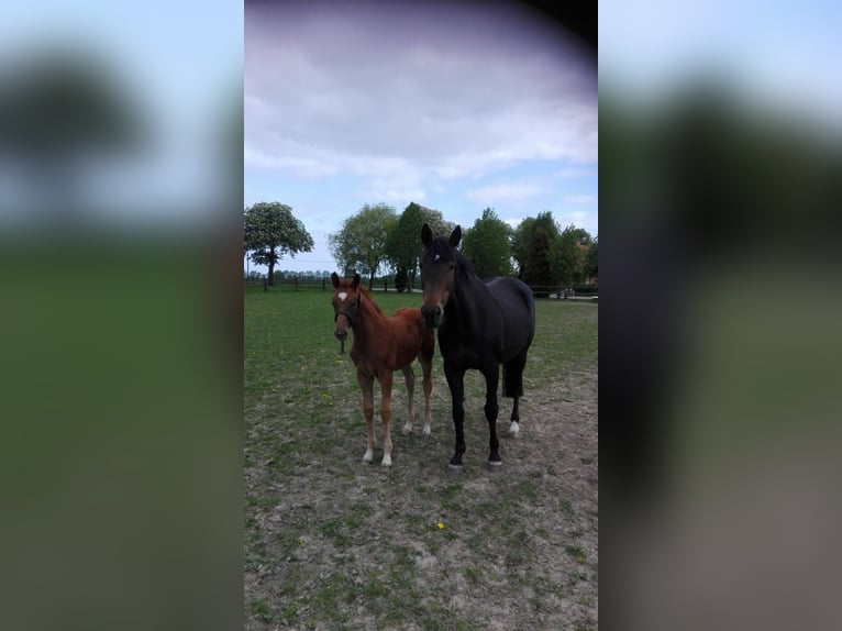 Koń meklemburski Klacz 9 lat 168 cm Kasztanowata in Insel Poel