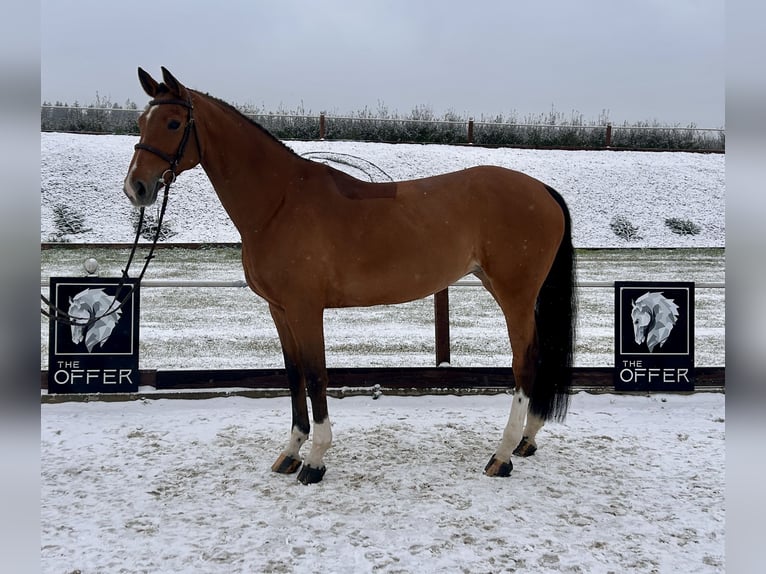 Koń meklemburski Klacz 9 lat 171 cm Gniada in Mengen