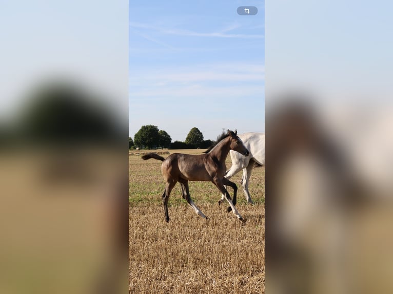 Koń meklemburski Klacz Źrebak (05/2024) 165 cm Siwa in Bützow