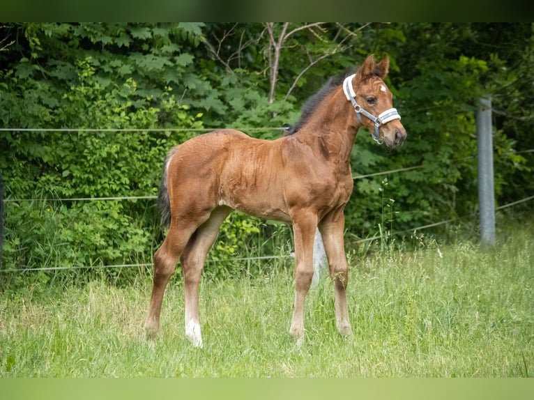Koń meklemburski Klacz Źrebak (04/2025) 168 cm Gniada in Mirow