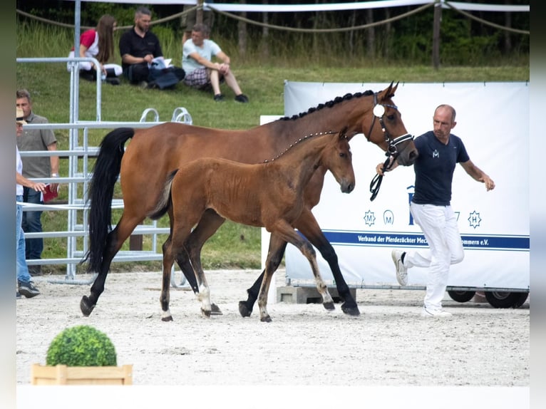 Koń meklemburski Klacz Źrebak (04/2025) 168 cm Gniada in Mirow