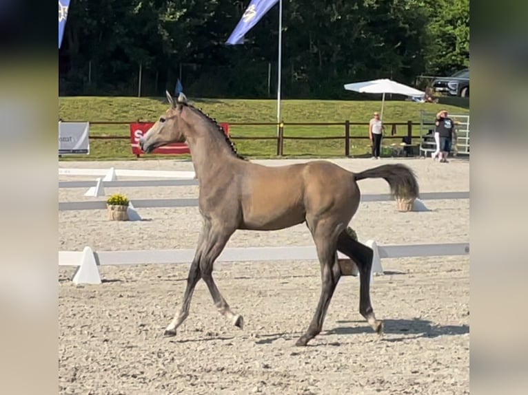 Koń meklemburski Klacz Źrebak (04/2024) 174 cm Siwa jabłkowita in Helmshagen II