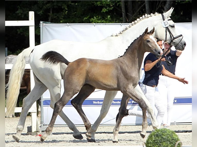 Koń meklemburski Klacz Źrebak (04/2024) 174 cm Siwa jabłkowita in Helmshagen II