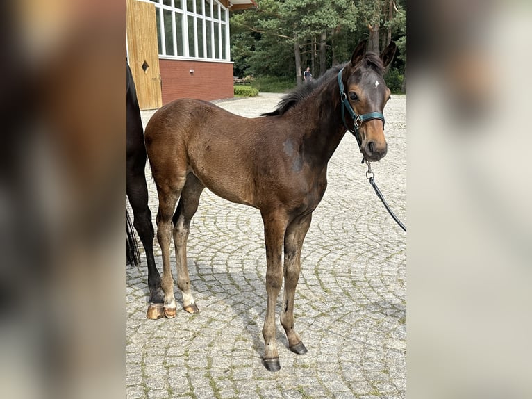 Koń meklemburski Klacz Źrebak (04/2024) Ciemnogniada in Loddin