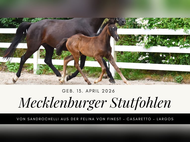 Koń meklemburski Klacz Źrebak (04/2026) Kara in Insel Usedom