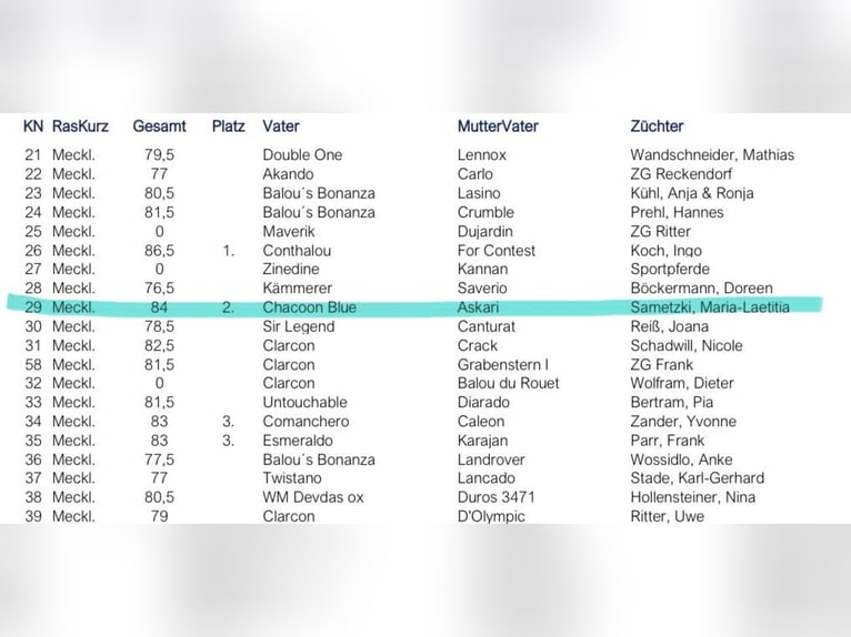 Koń meklemburski Klacz Źrebak (04/2024) Siwa in Weitenhagen