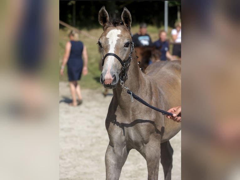 Koń meklemburski Klacz Źrebak (04/2024) Siwa in Weitenhagen