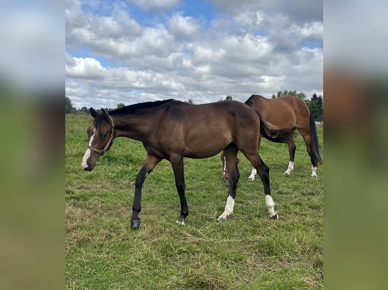 Koń meklemburski Ogier 1 Rok 165 cm in Papenhagen