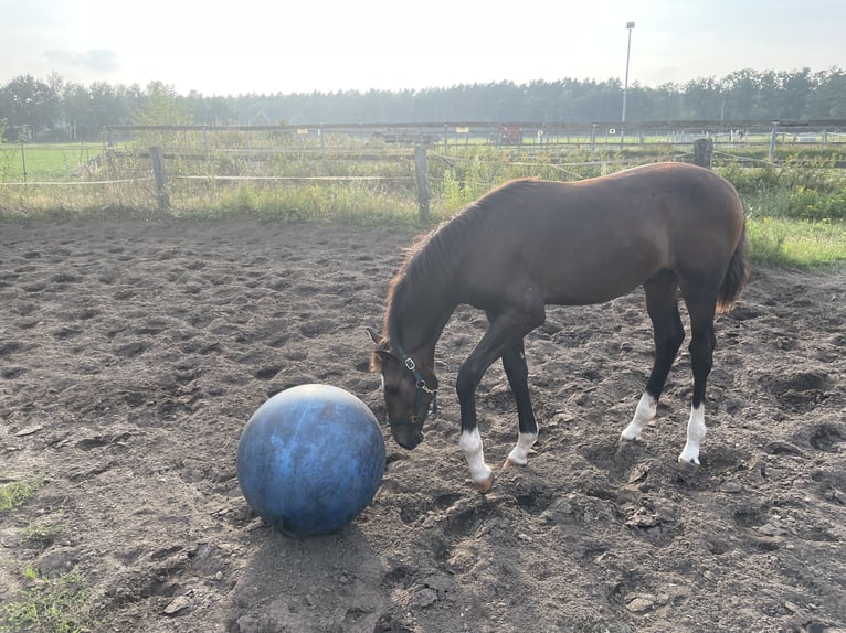 Koń meklemburski Ogier 1 Rok 170 cm Ciemnogniada in Winsen (Luhe)