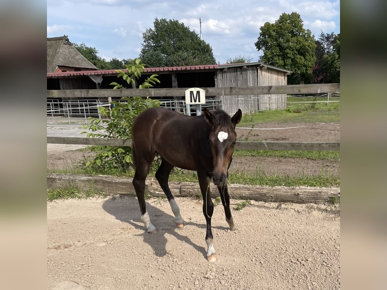 Koń meklemburski Ogier 1 Rok 170 cm Ciemnogniada in Winsen (Luhe)