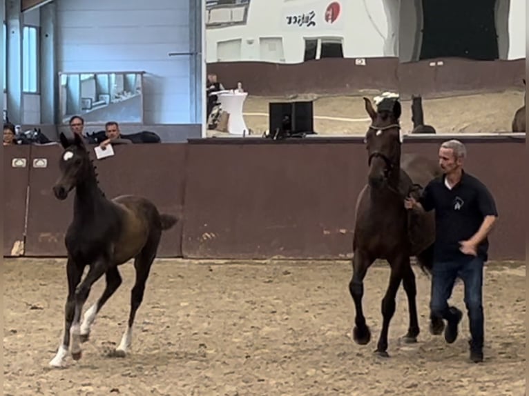 Koń meklemburski Ogier 1 Rok 170 cm Ciemnogniada in Winsen (Luhe)