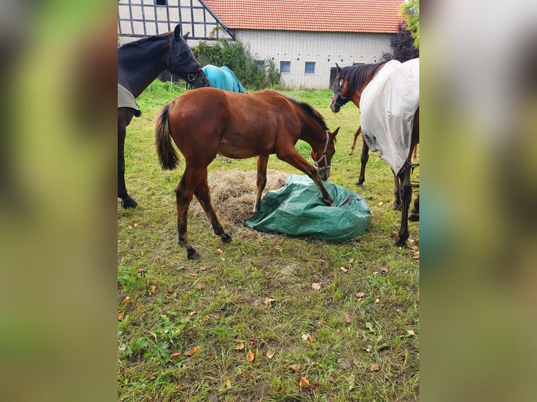 Koń meklemburski Ogier 1 Rok Gniada in Luckau