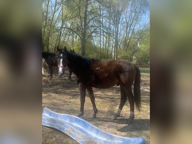 Koń meklemburski Ogier 2 lat 165 cm in Papenhagen