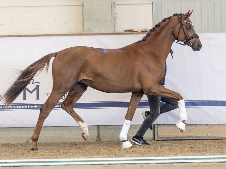 Koń meklemburski Ogier 2 lat 166 cm Kasztanowata in Stolberg (Rheinland)