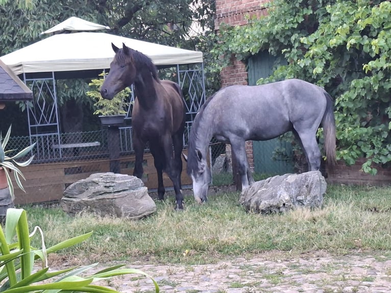 Koń meklemburski Ogier 2 lat 170 cm Skarogniada in Völschow