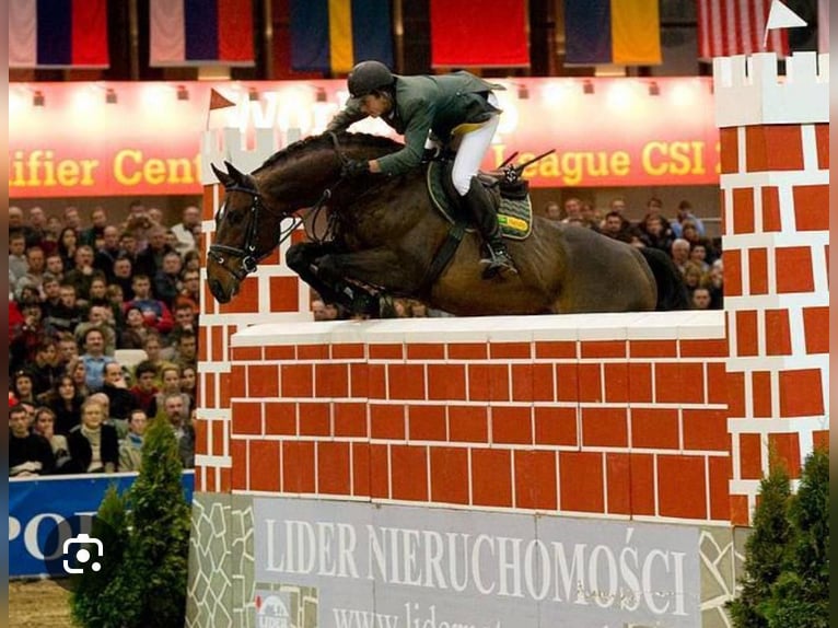 Koń meklemburski Ogier 3 lat 153 cm Ciemnogniada in Papenhagen