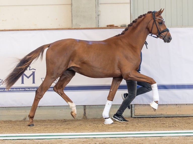 Koń meklemburski Ogier 3 lat 165 cm Kasztanowata in Redefin