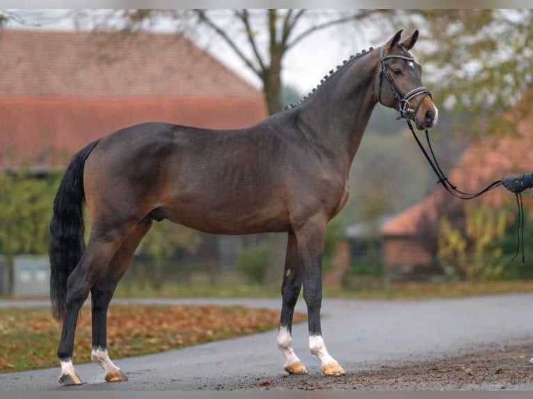 Koń meklemburski Ogier 3 lat 167 cm Ciemnogniada in Siedenbrünzow