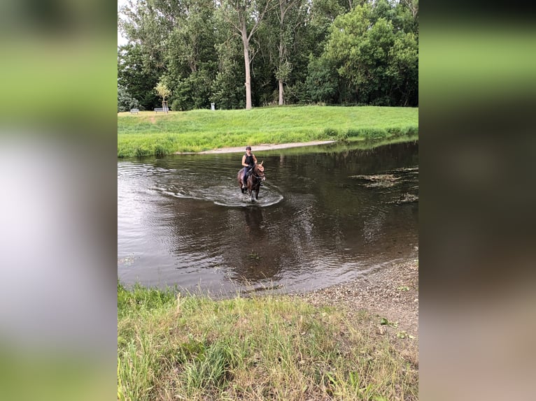 Koń meklemburski Ogier 5 lat 165 cm Gniada in Wanzleben