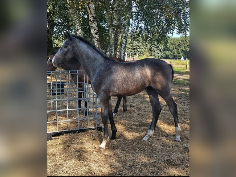 Koń meklemburski Ogier Źrebak (04/2024) 146 cm Siwa in Lübtheen