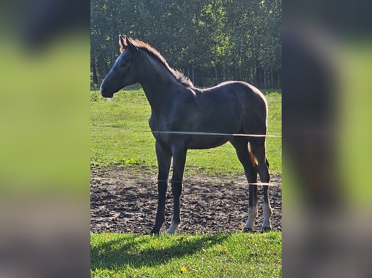 Koń meklemburski Ogier Źrebak (04/2024) 146 cm Siwa in Lübtheen