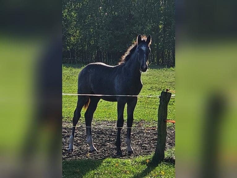 Koń meklemburski Ogier Źrebak (04/2024) 146 cm Siwa in Lübtheen