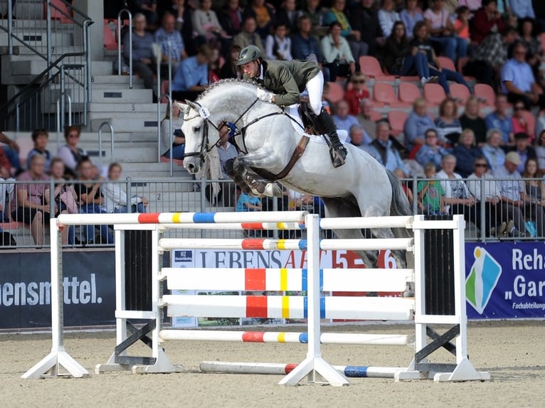 Koń meklemburski Ogier Źrebak (04/2024) 146 cm Siwa in Lübtheen