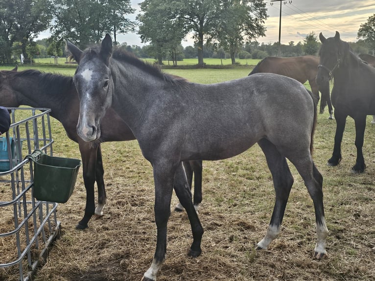 Koń meklemburski Ogier Źrebak (04/2024) 146 cm Siwa in Lübtheen