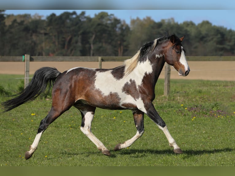 Koń meklemburski Mix Ogier Źrebak (04/2024) 165 cm Gniada in Dargen