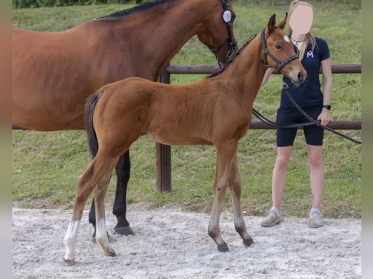 Koń meklemburski Ogier Źrebak (04/2024) 165 cm Gniada in Klütz