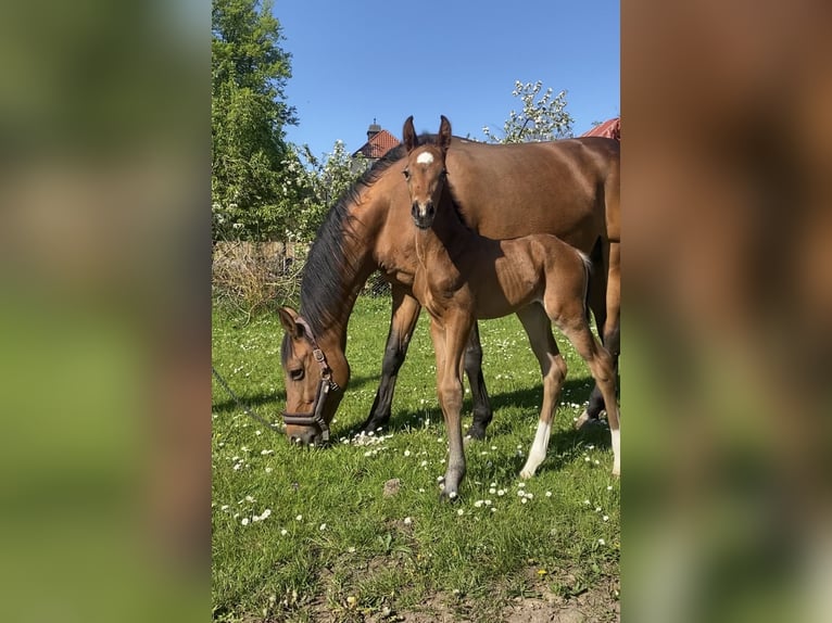 Koń meklemburski Ogier Źrebak (04/2024) 165 cm Gniada in Klütz