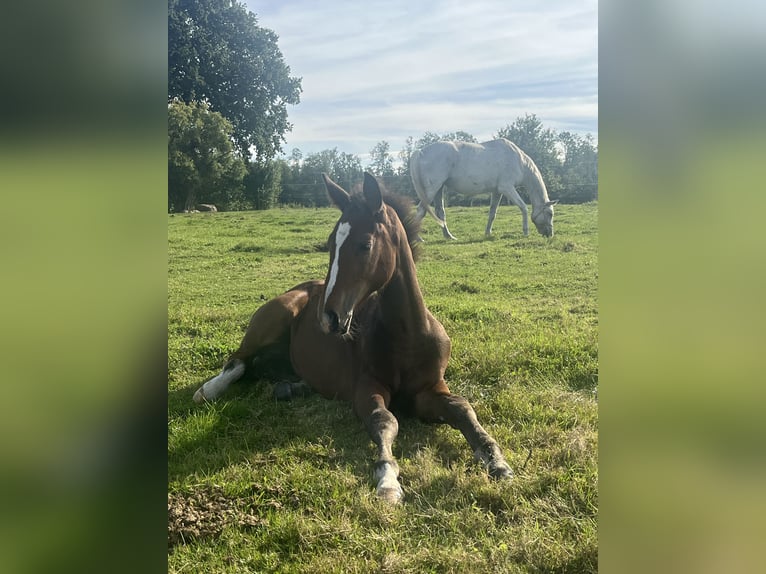 Koń meklemburski Ogier Źrebak (06/2025) 167 cm Gniada in Papenhagen Koń meklemburski Ogier Źrebak (06/2025) 167 cm Gniada in Papenhagen