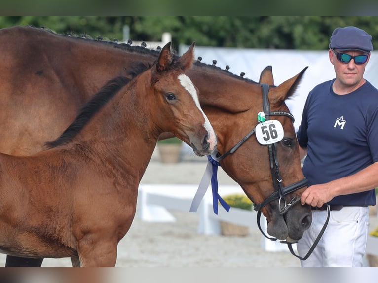 Koń meklemburski Ogier Źrebak (05/2024) Ciemnogniada in Anklam