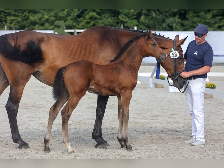 Koń meklemburski Ogier Źrebak (05/2024) Ciemnogniada in Anklam