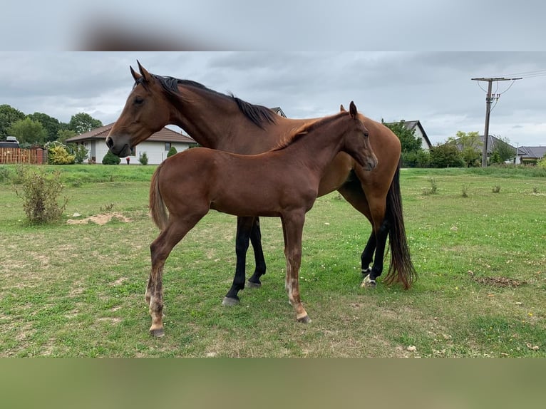 Koń meklemburski Ogier Źrebak (04/2024) Ciemnokasztanowata in Anklam