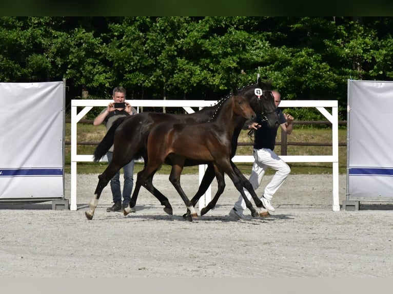 Koń meklemburski Ogier Źrebak (03/2025) Gniada in Penzlin