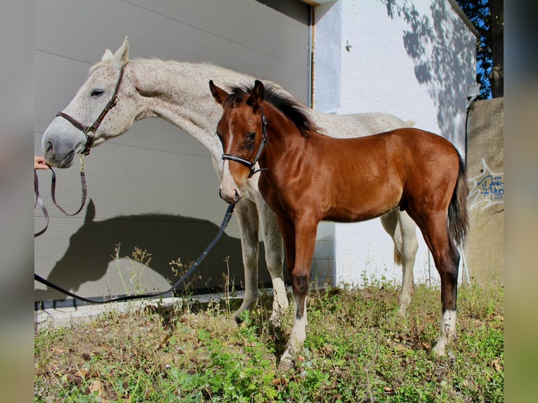 Koń meklemburski Ogier Źrebak (06/2024) Gniada in Stavenhagen, Reuterstadt